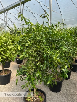 Limonka kaffir drzewko (Citrus hystrix) - wys. całkowita z donicą: 170-180cm