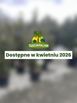 Magnolia grandiflora 'Alta' – magnolia wielkokwiatowa 'Alta'