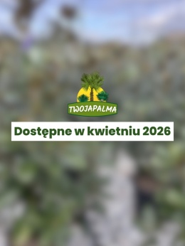 Magnolia grandiflora 'Goliath' – magnolia wielkokwiatowa 'Goliath'