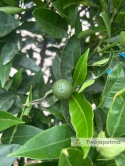 Mandarynka drzewko (Citrus reticulata) - wysokość całkowita z donicą: 150-160cm