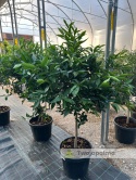 Mandarynka drzewko (Citrus reticulata) - wysokość całkowita z donicą: 170-180cm