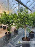 Mandarynka drzewko (Citrus reticulata) - wysokość całkowita z donicą: 170-180cm