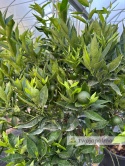 Mandarynka drzewko (Citrus reticulata) - wysokość całkowita z donicą: 170-180cm