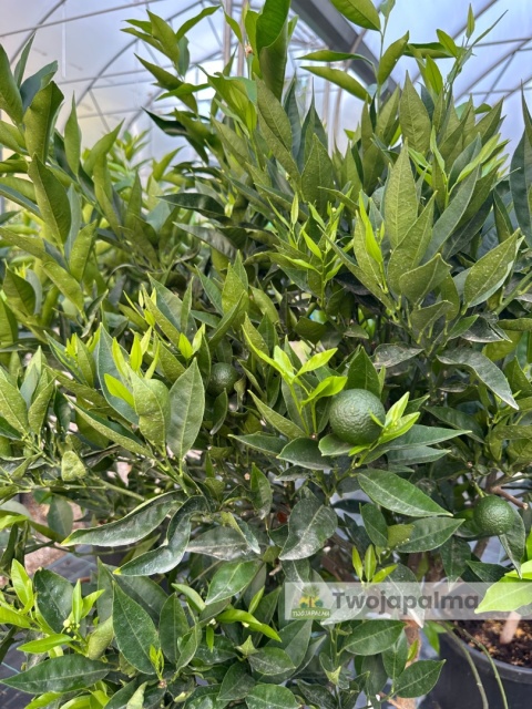Mandarynka drzewko (Citrus reticulata) - wysokość całkowita z donicą: 170-180cm Mandarynka drzewko (Citrus reticulata) - wysokość całkowita z donicą: 170-180cm