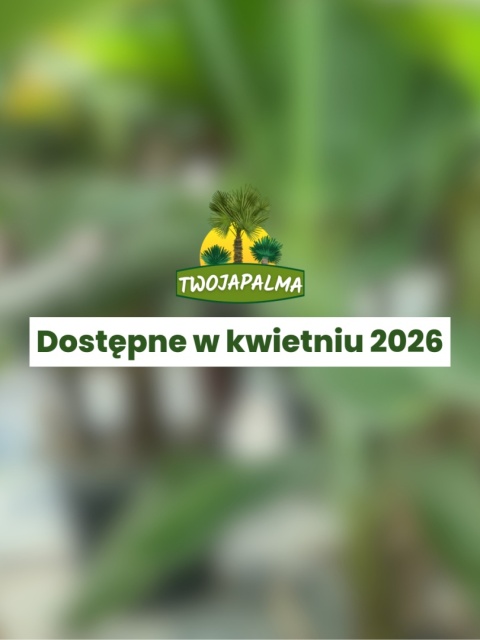 Musa acuminata ‘Dwarf Cavendish’ - Bananowiec karłowy