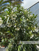 Nerium oleander - wys. całkowita z donicą: ok. 240cm