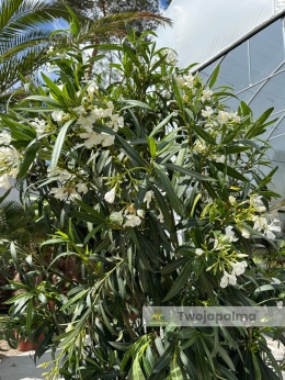 nerium-oleaner-wysokość-całkowita-240cm-twojapalma