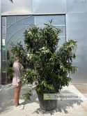 Nerium oleander - wys. całkowita z donicą: ok. 240cm