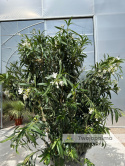 Nerium oleander - wys. całkowita z donicą: ok. 240cm