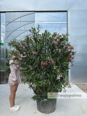Nerium oleander - wys. całkowita z donicą: ok. 200cm