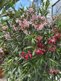 Nerium oleander - wys. całkowita z donicą: ok. 200cm