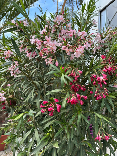 Nerium oleander - wys. całkowita z donicą: ok. 200cm Nerium oleander - wys. całkowita z donicą: ok. 200cm