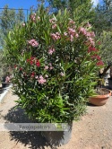 Nerium oleander - wys. całkowita z donicą: ok. 200cm