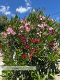 Nerium oleander - wys. całkowita z donicą: ok. 200cm