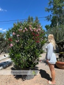 Nerium oleander - wys. całkowita z donicą: ok. 200cm