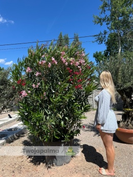 Nerium oleander - wys. całkowita z donicą: ok. 200cm