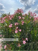 nerium-oleander-twojapalma
