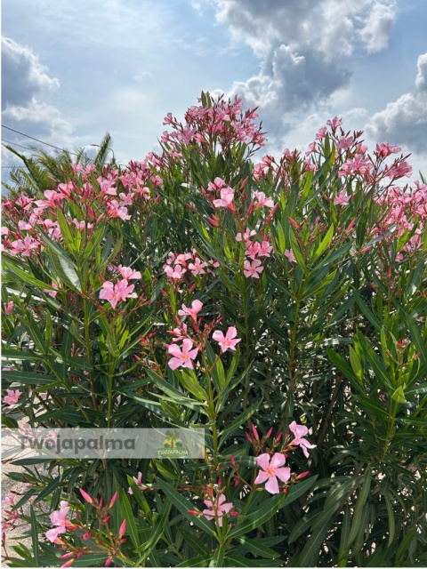 Nerium oleander - wys. całkowita z donicą: ok. 240cm Nerium oleander - wys. całkowita z donicą: ok. 240cm
