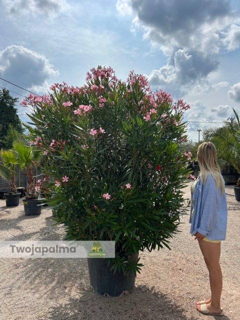 Nerium oleander - wys. całkowita z donicą: ok. 240cm Nerium oleander - wys. całkowita z donicą: ok. 240cm