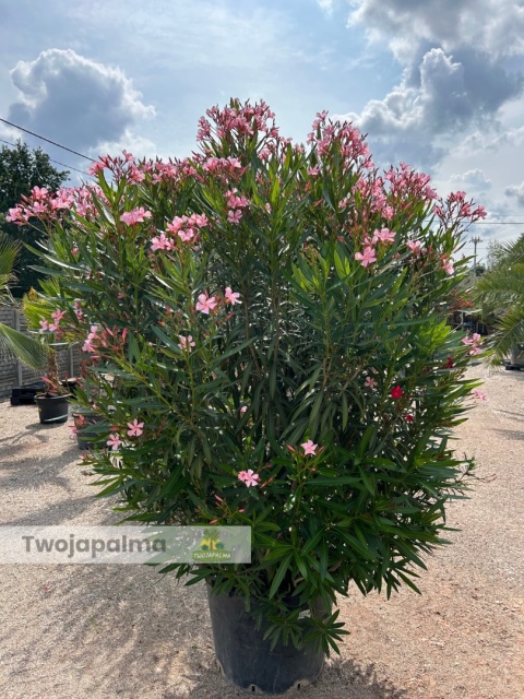 Nerium oleander - wys. całkowita z donicą: ok. 240cm Nerium oleander - wys. całkowita z donicą: ok. 240cm