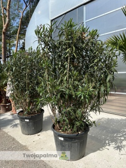 Nerium oleander - wys. całkowita z donicą: ok. 200cm