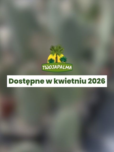 Opuncja figowa – Opuntia ficus indica