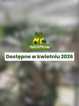 Pachypodium lamerei - Palma Madagaskaru