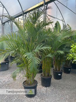 Palma Areca/Areka (Dypsis lutescens) - wys. całkowita z donicą: ok. 190-220cm