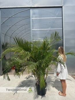 Palma Areca/Areka (Dypsis lutescens) - wys. całkowita z donicą: ok. 180-200cm