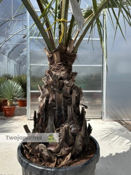 Palma Brahea armata pień: 70cm