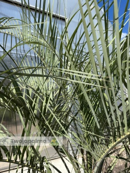 Palma Butia Capitata - pień: 50cm