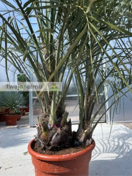Palma Butia Capitata - podwójny pień: 50cm+20cm