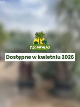 Palma Chamaerops humilis cerifera – karłatka niebieska