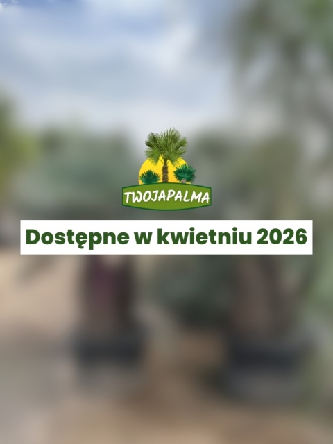 Palma Chamaerops humilis cerifera – karłatka niebieska