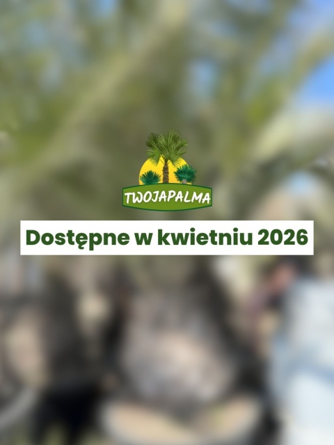 Palma Jubaea chilensis - Chilijska palma miodowa