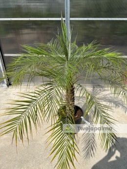Palma Phoenix roebelenii - Daktylowiec niski - wys. całkowita z donica: 160cm