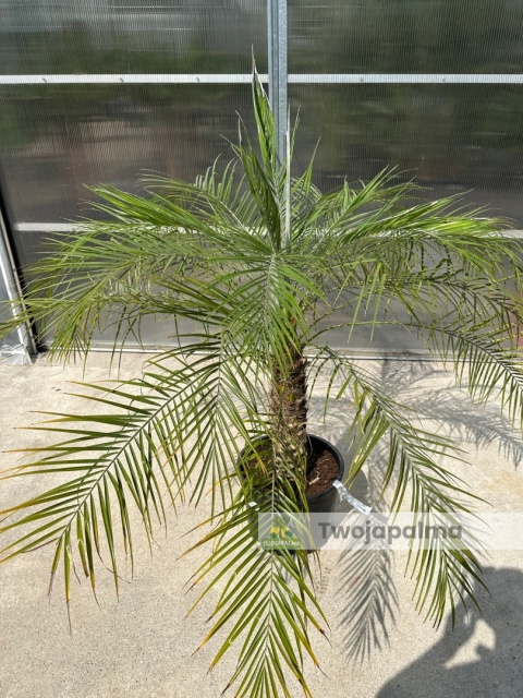 Palma Phoenix roebelenii - Daktylowiec niski - wys. całkowita z donica: 160cm Palma Phoenix roebelenii - Daktylowiec niski - wys. całkowita z donica: 160cm