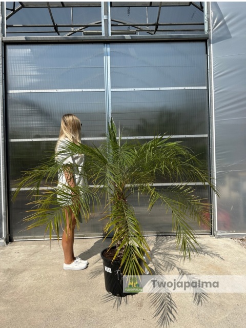 Palma Phoenix roebelenii - Daktylowiec niski - wys. całkowita z donica: 160cm
