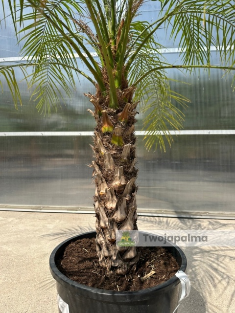 Palma Phoenix roebelenii - Daktylowiec niski - wys. całkowita z donica: 160cm Palma Phoenix roebelenii - Daktylowiec niski - wys. całkowita z donica: 160cm