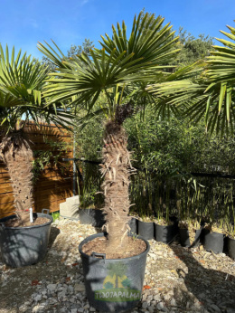 Palma Trachycarpus Fortunei - Szorstkowiec Fortunego pień: 110cm