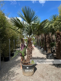Palma Trachycarpus Fortunei - Szorstkowiec Fortunego pień: 110cm