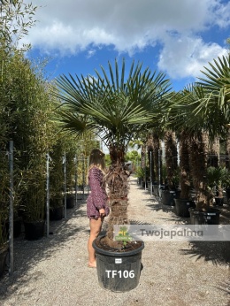 Palma Trachycarpus Fortunei - Szorstkowiec Fortunego pień: 110cm