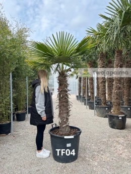 Palma Trachycarpus Fortunei - Fortunova palma kmen: 110 cm, celková výška s květináčem: 240 cm