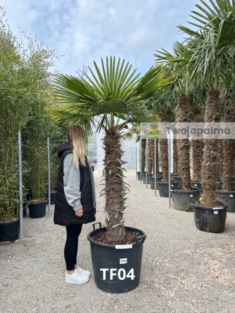 Palma Trachycarpus Fortunei - Szorstkowiec Fortunego pień: 110cm, wys. całkowita z donicą: 240cm Palma Trachycarpus Fortunei - Szorstkowiec Fortunego pień: 110cm, wys. całkowita z donicą: 240cm