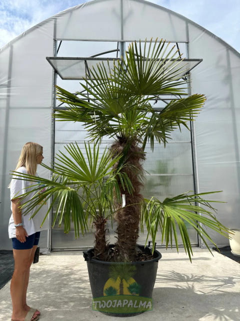 Trachycarpus-fortunei-szorstkowiec-fortunego-pień-120+40cm-twojapalma