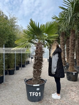 Palma Trachycarpus Fortunei - Fortunova palma kmen: 120 cm, celková výška s květináčem: 250 cm