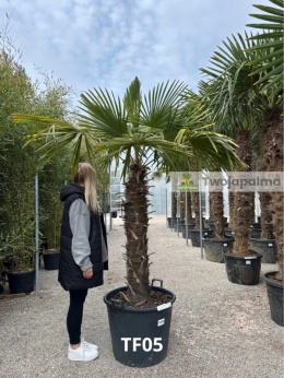 Palma Trachycarpus Fortunei - Szorstkowiec Fortunego pień: 120cm, wys. całkowita z donicą: 250cm
