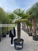 Palma Trachycarpus Fortunei - Szorstkowiec Fortunego pień: 120cm, wys. całkowita z donicą: 250cm