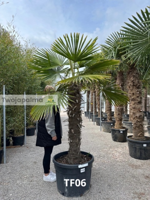 Palma Trachycarpus Fortunei - Szorstkowiec Fortunego pień: 120cm, wys. całkowita z donicą: 250cm Palma Trachycarpus Fortunei - Szorstkowiec Fortunego pień: 120cm, wys. całkowita z donicą: 250cm