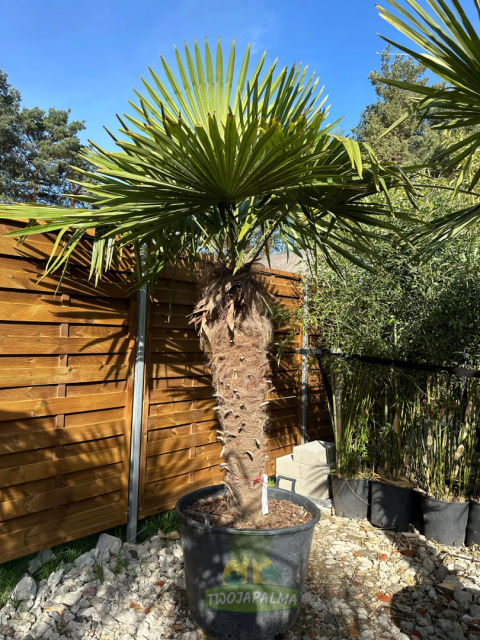 Trachycarpus-fortunei-szorstkowiec-fortunego-pień-120cm-twojapalma